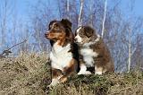 BERGER AUSTRALIEN - ADULT & PUPPY 041
